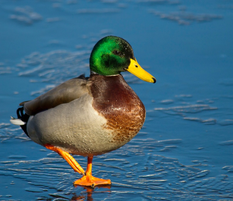 Just Another Mallard