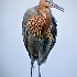 2Reddish Egret - ID: 13683063 © Carol Eade