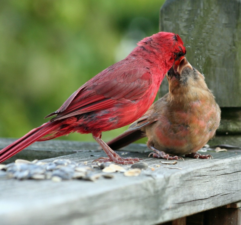 Cardinal Love