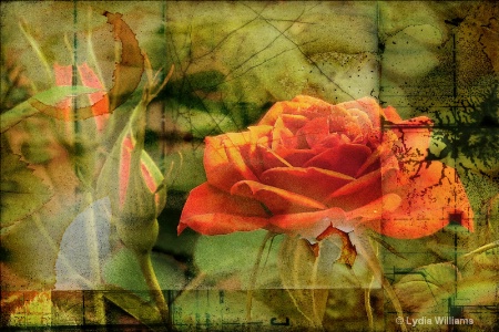 Graphic Rose