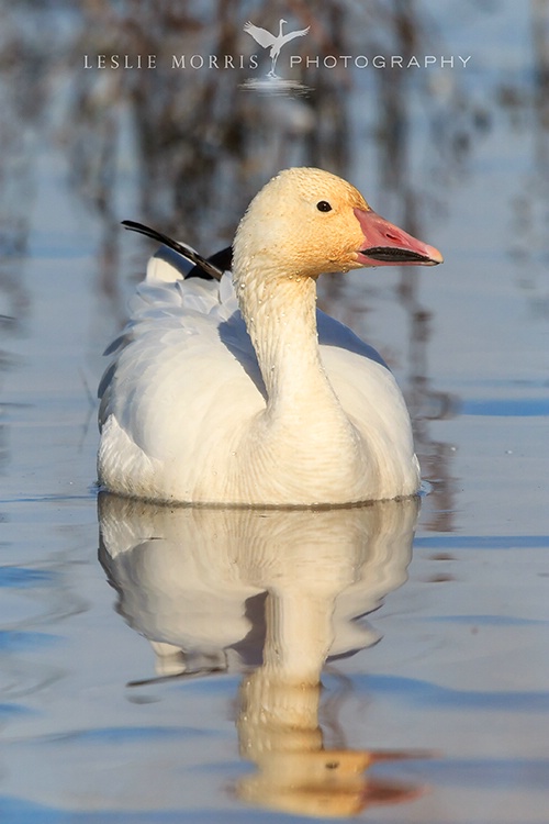Snow Goose - ID: 13684981 © Leslie J. Morris