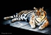 Velvet Tiger