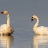 © Leslie J. Morris PhotoID # 13685445: Bewick's Tundra Swan