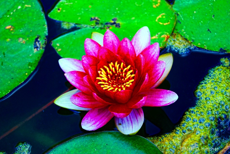 ----------"Water Lilly"----------