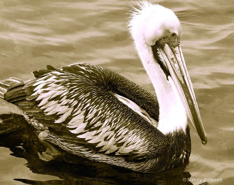 peruvian pelican redo