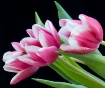3 tulips