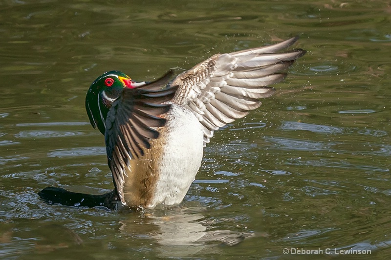 Wood Duck with Spread Wings