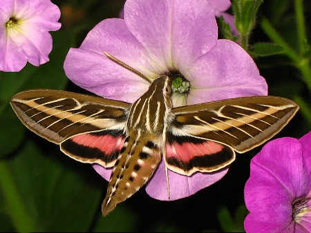 Beautiful Moth