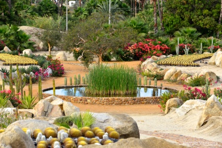 Baja California Garden.
