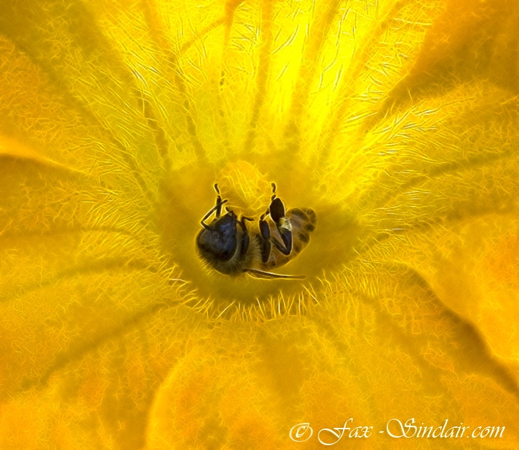 Bee Centered