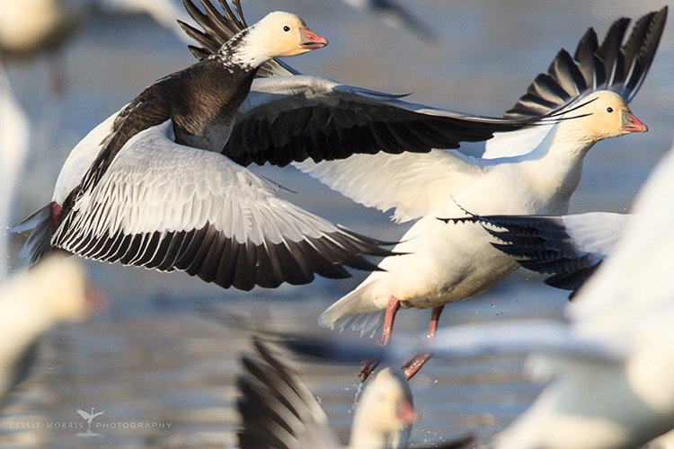 Blue Phase Ross's Goose, possible snow hybrid