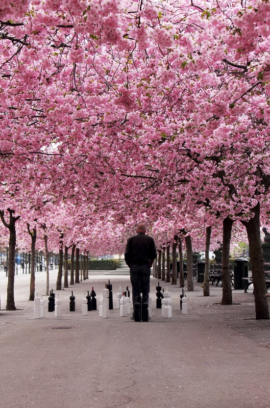 Cherry blossom and Chess