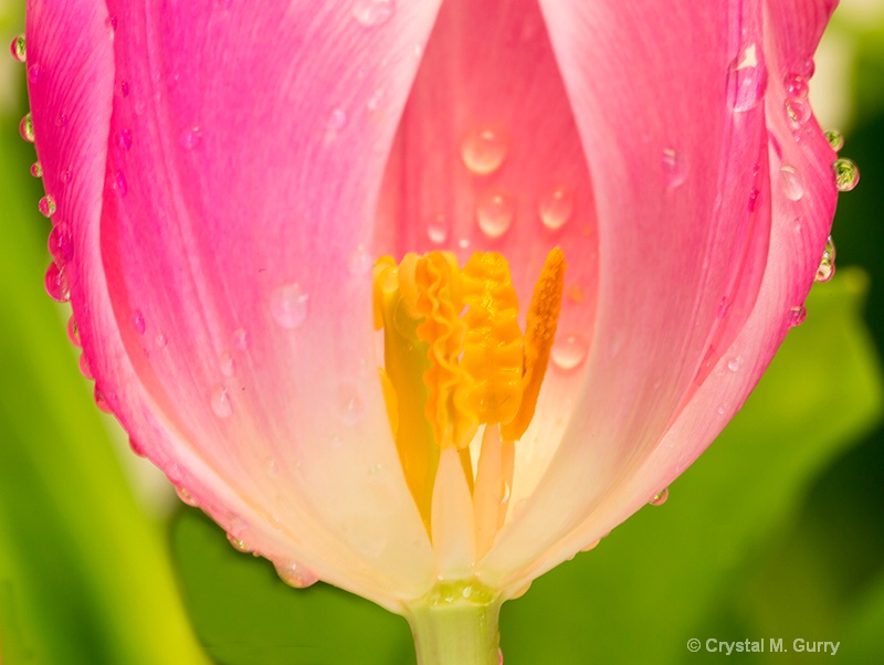 Tulip with Waterdrops