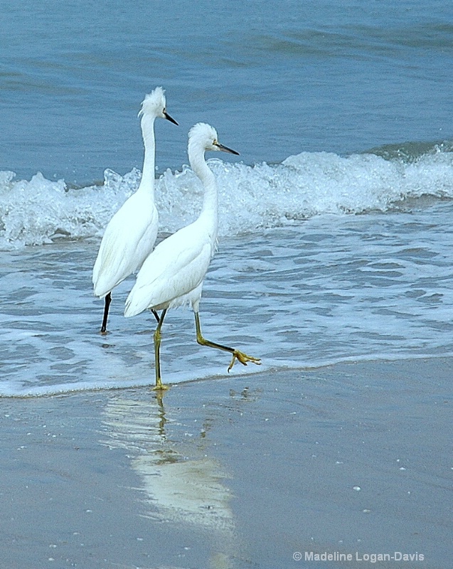 Egrets - Out for a morning Stroll