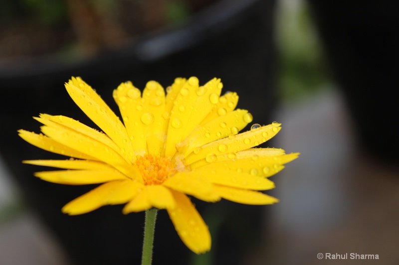 Beautiful Yellow Flower....