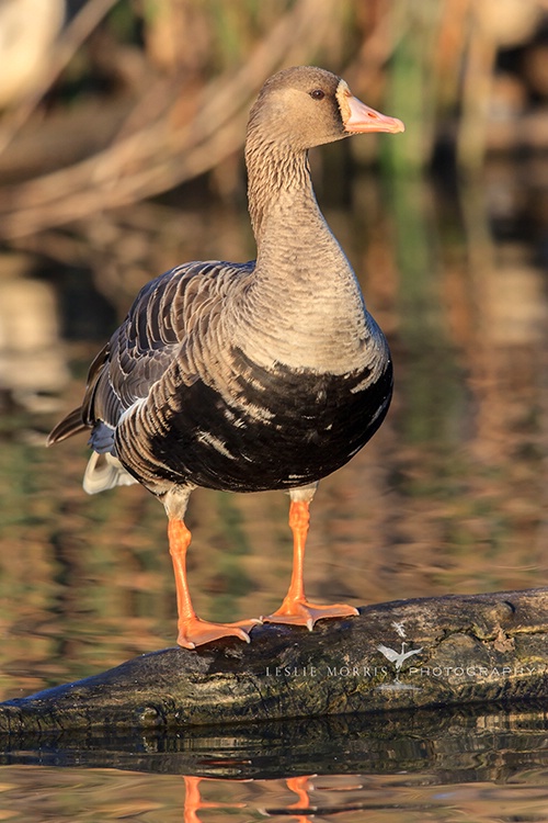 Greater white-fronted Goose - ID: 13691972 © Leslie J. Morris