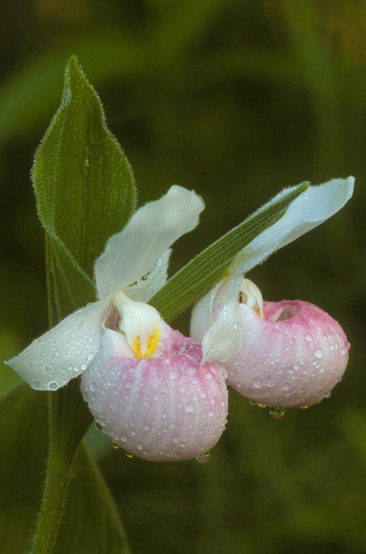 White Lady Slippers