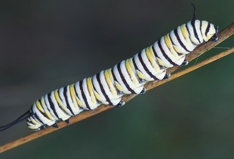Monarch Capepillar