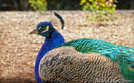 Ranchero Peacock 