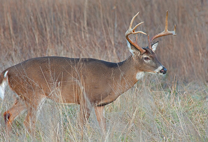 Buck 24, Cades Cove, Smoky Mountains NP - ID: 13693429 © Donald R. Curry