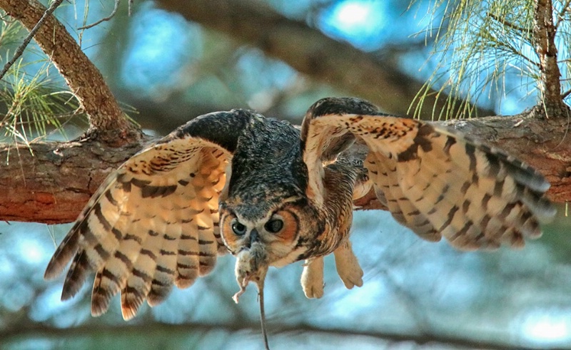 Owl Coming In