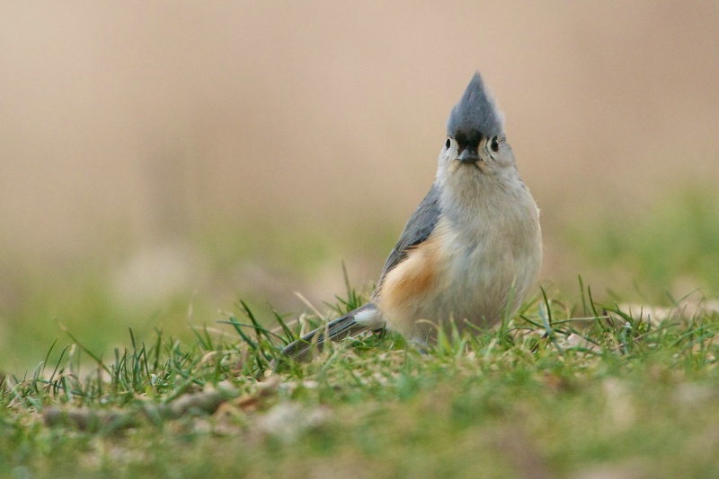 Little Tuft of the Tufted Titmouse
