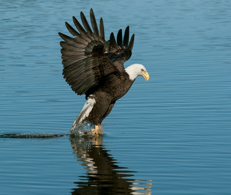 Eagle # 17 - ID: 13693642 © Michael Cenci