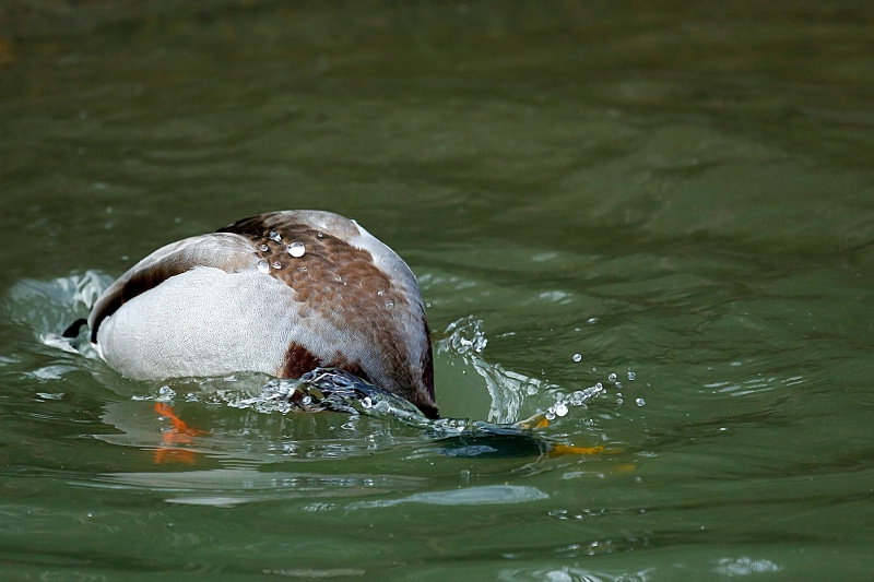 Water Off a Duck's Back