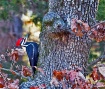 Pileated Woodpeck...