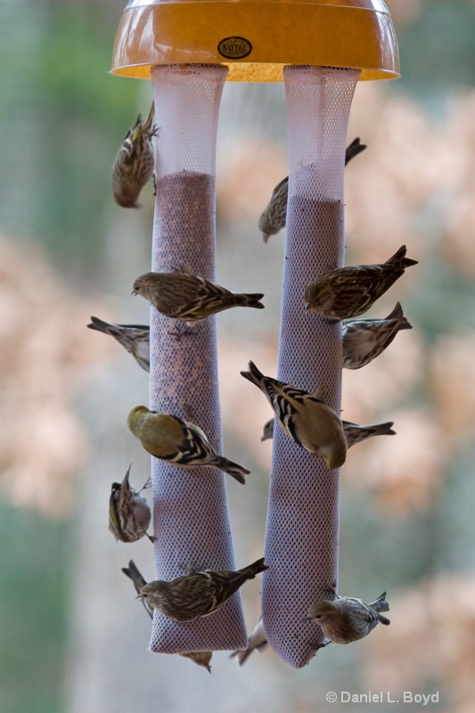 Goldfinches and Pine Siskins