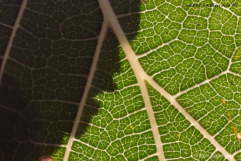 graphic leaf with an illusion of a shadow face