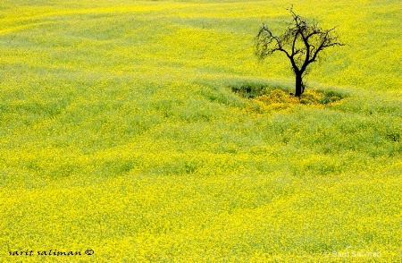 lonely tree in yellow field 