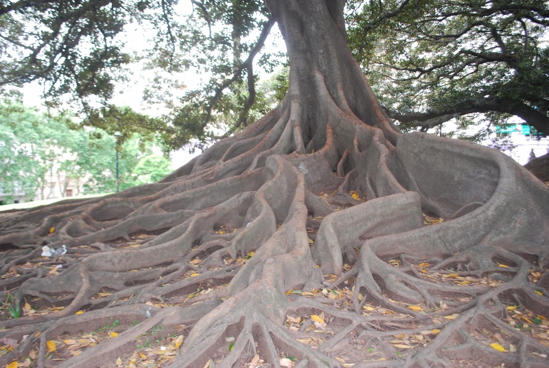 Roots!
