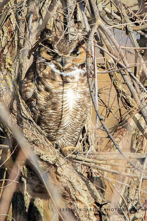 Great Horned Owl - ID: 13694547 © Leslie J. Morris