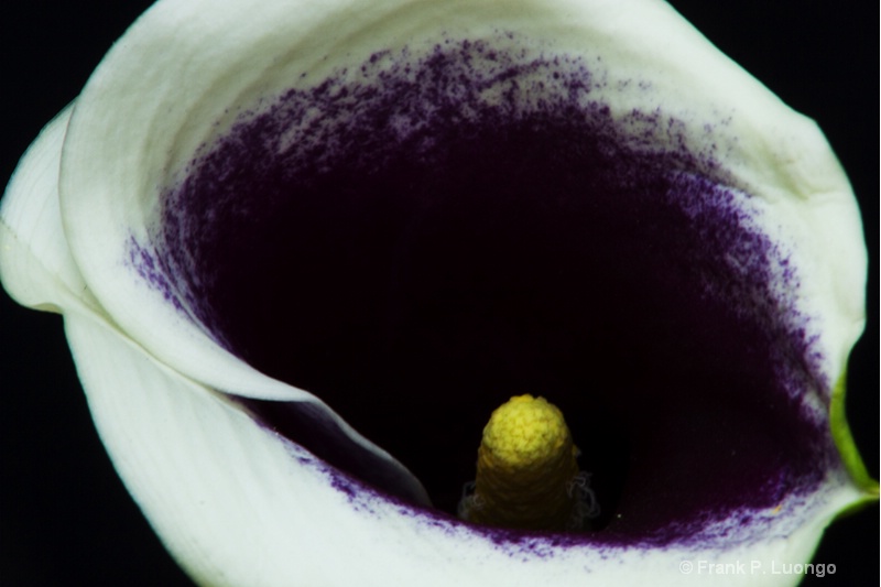 White/purple Calla