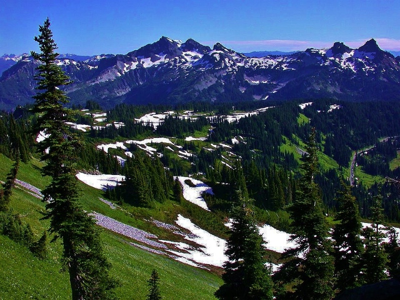Mountain meadows in early summer