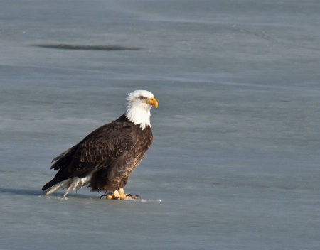 Lake Manawa eagle on ice