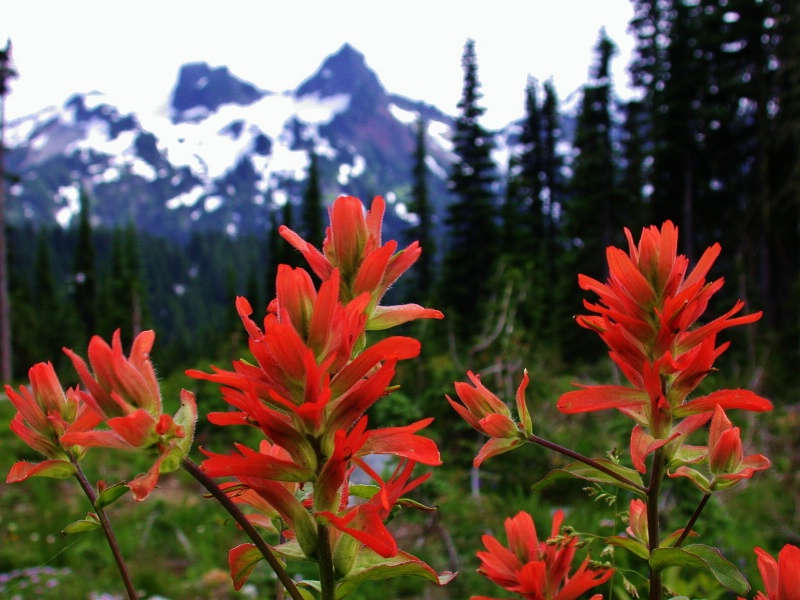 Colorful Indian Paintbrush in mountain meadow