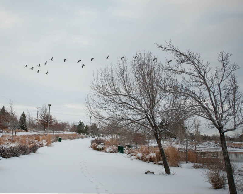 Snow scape in Reno