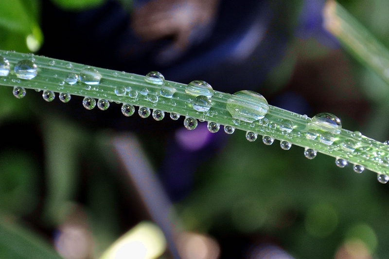 Dew Drops