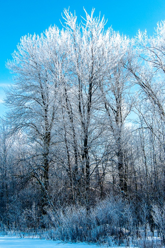 Icy Trees