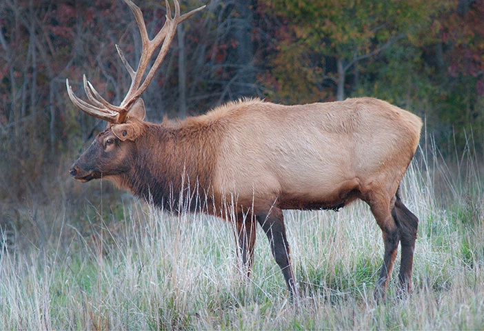 Kentucky Elk, Land Between the Lakes - ID: 13697925 © Donald R. Curry
