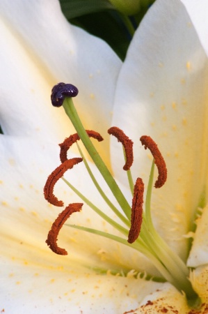 Longwood Flower Close-Up