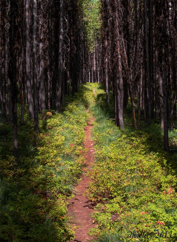 Beaver Creek Trail