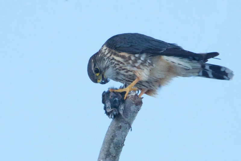 Merlin Falcon and Starling - ID: 13698059 © Kitty R. Kono