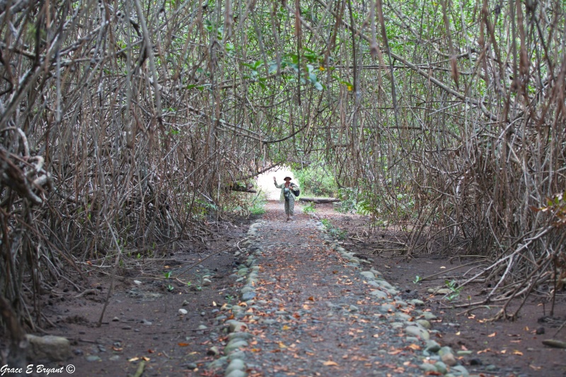 Mangrove Arch