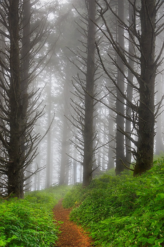 Foggy Path