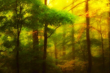 Forest Glow