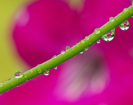 Within a Water Drop