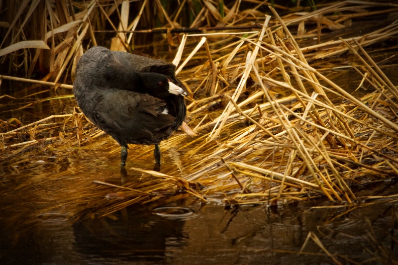 American Coot